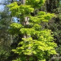 Acer shirasawanum 'Aureum'